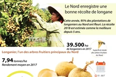 [Infographie] Le Nord enregistre une bonne récolte de longane