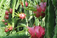 Exportation de fruits du dragon à chair rouge vers l’Australie 