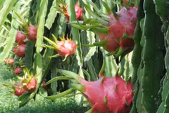 Exportation de fruits du dragon à chair rouge vers l’Australie 