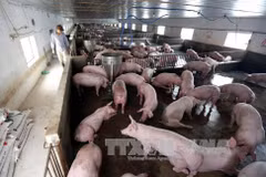 Le secteur de l'élevage, entre opportunités et défis du CPTPP