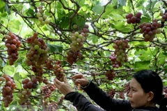 Les vignobles de Ninh Thuan attirent les touristes 