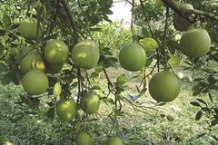 Phu Tho promeut ses spécialités auprès des touristes