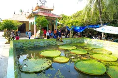 La pagode abritant une sorte de lotus géant dans le delta du Mékong