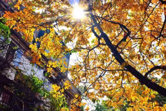 La douceur de Hanoi à l'automne
