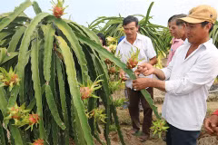 Le fruit du dragon, un filon économique à Tiên Giang