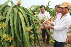Le fruit du dragon, un filon économique à Tiên Giang