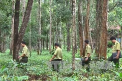 Tay Nguyen : reboisement plus de 12.500 ha de forêt pendant la saison des pluies
