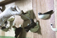 La salangane, poule aux œufs d’or de Côn Dao