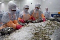 L’industrie de la crevette sous la pression irrésistible de l’offre 