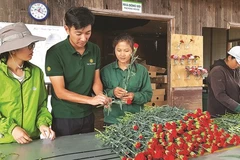 Un ingénieur japonais fasciné par les fleurs de Dà Lat 