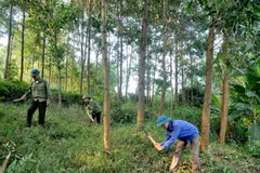 Le pays plante 130.858 ha de forêt de production