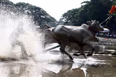Course de bœufs des Khmers dans la région Bay Nui