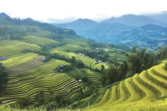 Chéri, amène-moi à Hoàng Su Phi !