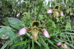 Conserver avec succès trois variétés d'orchidées rares