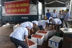 Hai Duong exporte le premier lot de litchi "Thieu" vers le Japon
