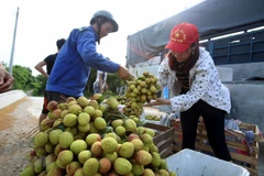 Exportation plus de 13.000 tonnes de litchis frais via la porte frontalière de Tan Thanh