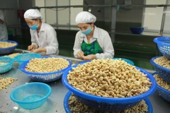 La noix de cajou vietnamienne occupe une place écrasante sur le marché japonais