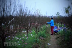 Les fleurs de pêcher annoncent l’approche du Têt