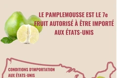 Le pamplemousse est le 7e fruit vietnamien autorisé à être importé aux États-Unis