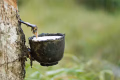 Laos : les exportations de caoutchouc continuent d’augmenter