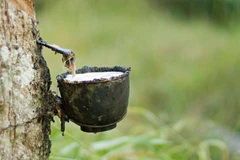 Laos : les exportations de caoutchouc continuent d’augmenter