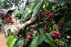 Vietnam – Pologne : de nombreux potentiels pour promouvoir le commerce des produits agricoles 