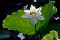 Le lotus blanc est en pleine floraison sur le lac Tinh Tam (Huê)