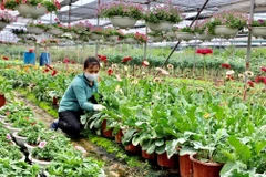 Hung Yen développe l'économie agricole dans ses zones alluviales