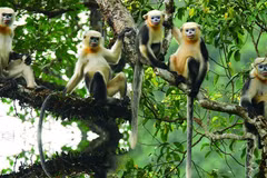 Monkey Day 2022 sensibilise à la conservation des rares rhinopithèques du Tonkin à Ha Giang