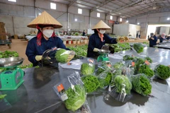 Des légumes de Da Lat exportés vers Singapour et la République de Corée