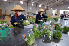Des légumes de Da Lat exportés vers Singapour et la République de Corée