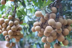 Opportunités pour les exportations de longanes vers le Japon