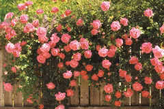 Prolonger la vie des fleurs