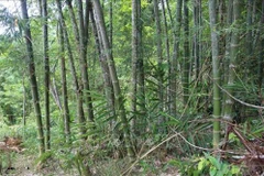 Thanh Hoa : plus de 17.000 ha de forêts aux normes FSC