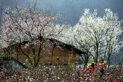 Diên Biên : Terre des vestiges historiques et des fleurs de bauhinie