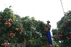 Le litchi de Thanh Ha est officiellement vendu sur la plate-forme d'e-commerce Lazada