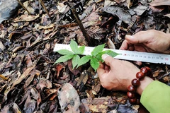 Le ginseng de Ngoc Linh se développe bien dans la réserve naturelle de Hon Bà