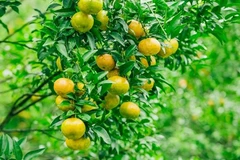  Lang Son ou le royaume des mandarines 