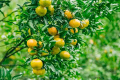  Lang Son ou le royaume des mandarines 