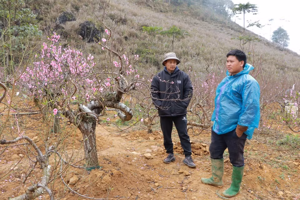 Giang A Lin (à droite), cultivateur à Si Ma Cai, explique que l’humidité élevée a favorisé une floraison précoce. Près de 50 % de ses pêchers sont déjà en fleurs, rendant ces arbres impropres aux ventes du Têt. Photo : Vietnam+