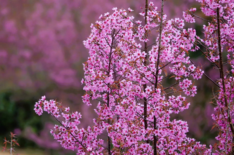 La fleur de cerisier sauvage, connue localement sous le nom de To Day, donne un aspect rose flamboyant à tout l'arbre. Photo: VNA