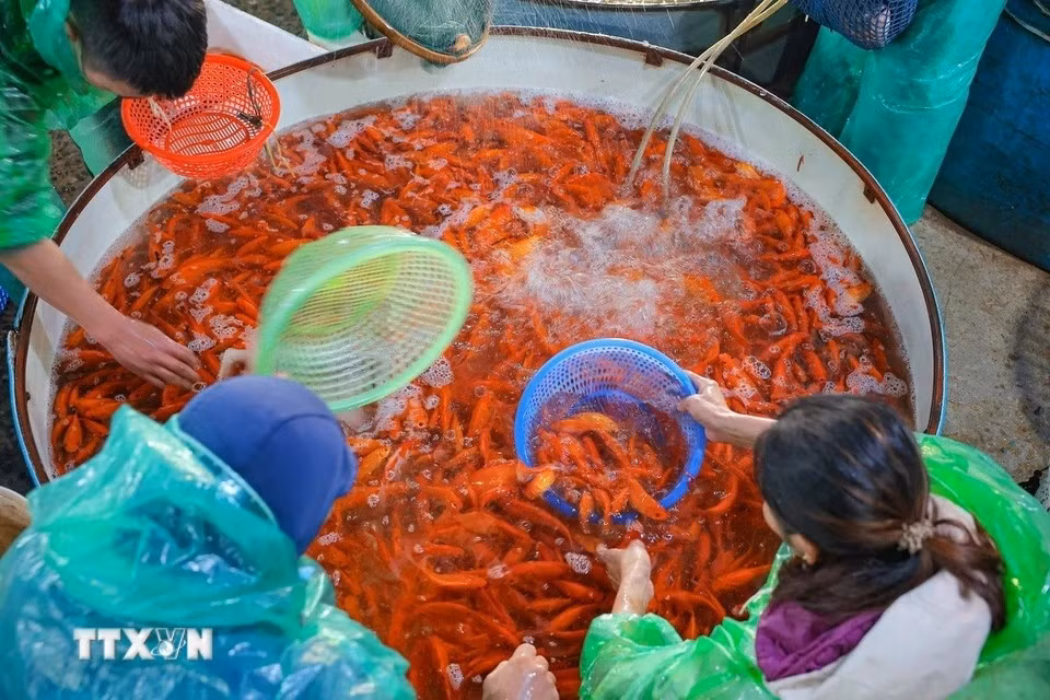 À partir du 15e jour du 12e mois lunaire, les foyers vietnamiens s'animent d'une activité fébrile. Fruits, fleurs, vêtements en papier et carpes rouges viennent orner les autels familiaux, créant une atmosphère de fête et de recueillement. Ces offrandes, chargées de symboles, sont destinées aux Génies du Foyer pour les remercier de leur protection et les inviter à revenir l'année suivante. Photo: VNA