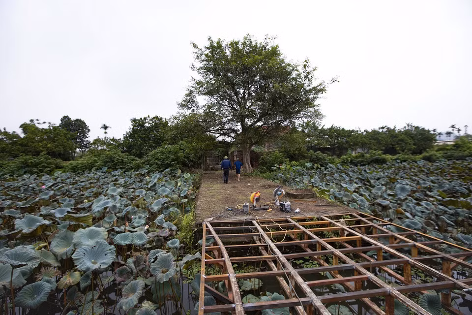 Les constructions modernes et les cultures alentour menacent l’intégrité de ce site ancien. Photo : VNA