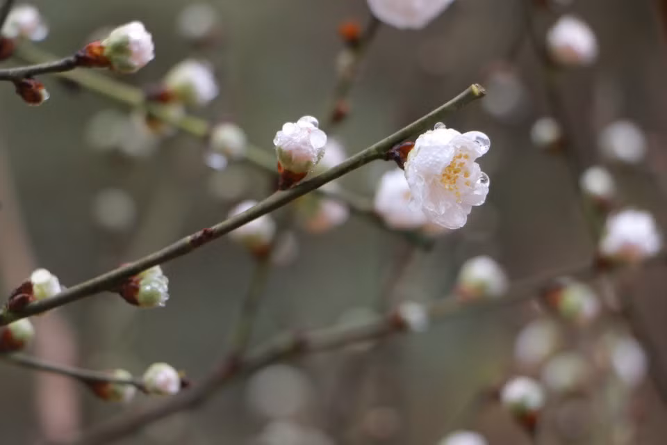 La fleur de pêcher incarne le renouveau et l’épanouissement. Sur chaque branche, on peut ainsi compter une centaine de fleurs ou de boutons. Photo : Vietnam+