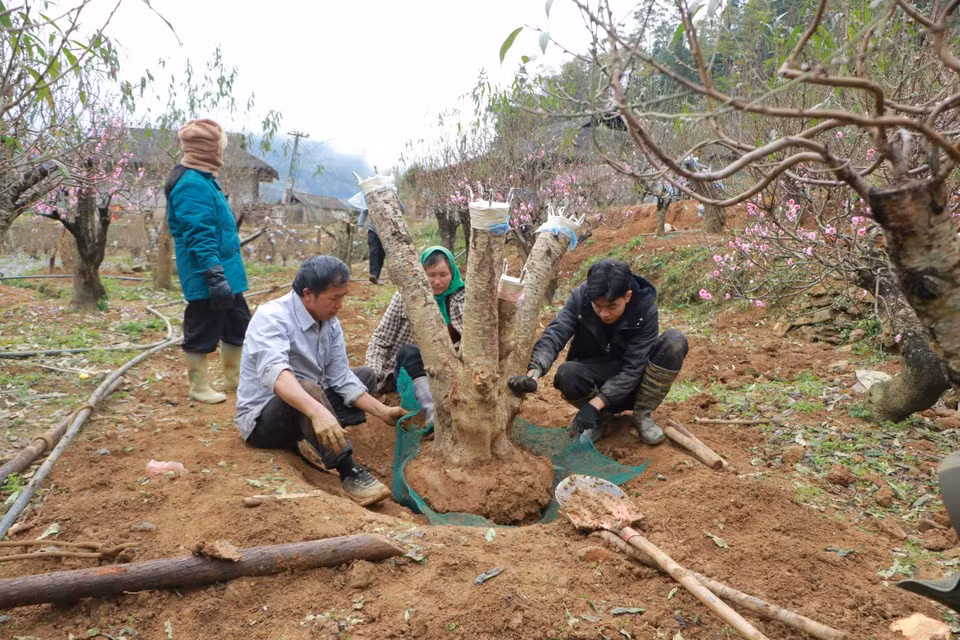 Giang A Pua, propriétaire d’un autre jardin, s’active également. La moitié de ses centaines de pêchers a déjà fleuri et est désormais destinée principalement à la décoration des restaurants et des hôtels. Photo : Vietnam+
