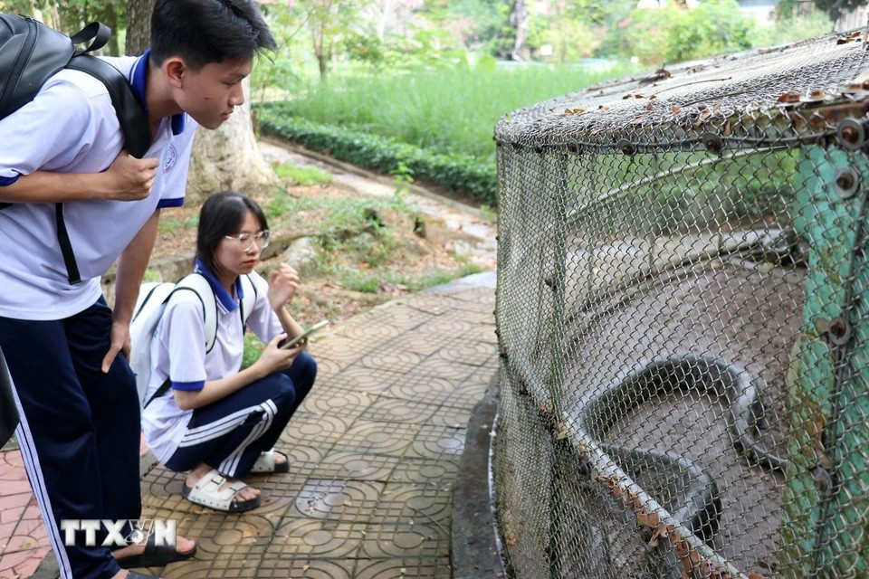 Sétendant sur 12 hectares, la ferme aux serpents de Dông Tâm est un véritable écosystème dédié à l'étude et à la préservation des serpents. De l'élevage d'espèces rares à la culture de plantes médicinales, en passant par un musée fascinant et un centre de traitement des morsures, la ferme offre une immersion complète dans le monde des serpents. Photo: VNA