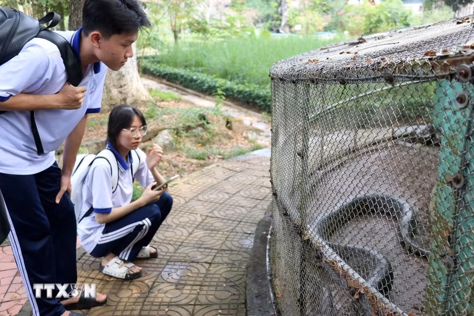 Sétendant sur 12 hectares, la ferme aux serpents de Dông Tâm est un véritable écosystème dédié à l'étude et à la préservation des serpents. De l'élevage d'espèces rares à la culture de plantes médicinales, en passant par un musée fascinant et un centre de traitement des morsures, la ferme offre une immersion complète dans le monde des serpents. Photo: VNA