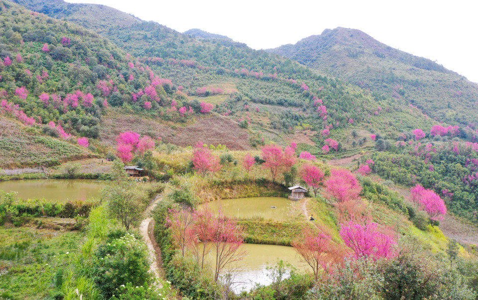 Les cerisiers sauvages fleurissent en abondance, créant des scènes romantiques. Photo: VNA