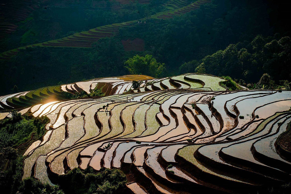 Durant cette période, les rizières en terrasses ressemblent à de magnifiques aquarelles naturelles. Photo: VNA