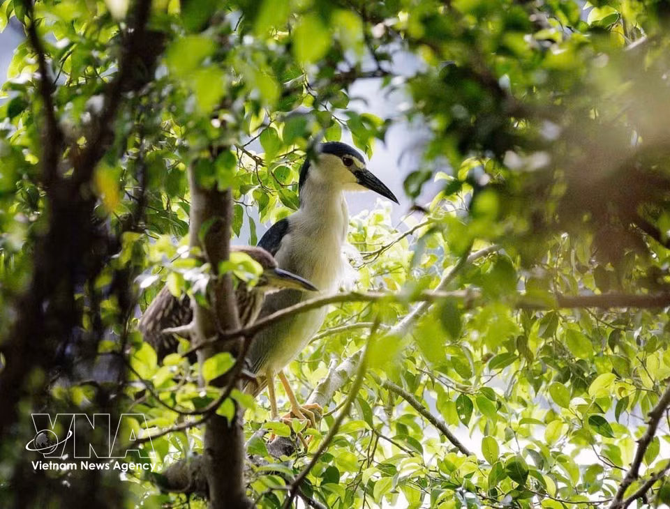 Deux hérons bihoreaux, un adulte et un immature, se repose dans le feuillage verdoyant. Photo: VNA